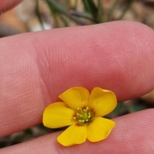 Oxalis sp. at Bungendore, NSW - 3 Dec 2022