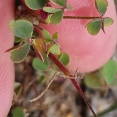 Oxalis sp. at Bungendore, NSW - 3 Dec 2022 10:33 AM