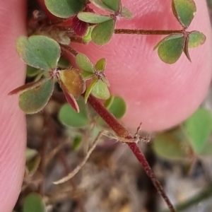 Oxalis sp. at Bungendore, NSW - 3 Dec 2022