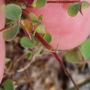 Oxalis sp. at Bungendore, NSW - 3 Dec 2022