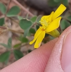 Oxalis sp. at Bungendore, NSW - 3 Dec 2022