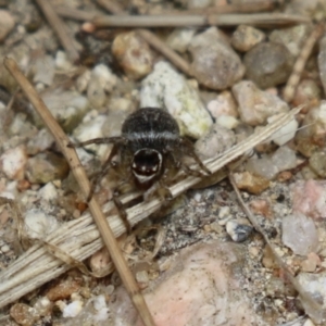 Maratus griseus at Fyshwick, ACT - 2 Dec 2022