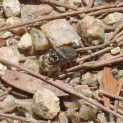 Maratus griseus at Fyshwick, ACT - 2 Dec 2022