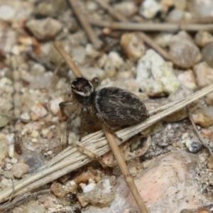 Maratus griseus at Fyshwick, ACT - 2 Dec 2022