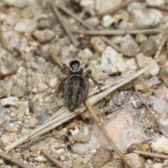 Maratus griseus at Fyshwick, ACT - 2 Dec 2022