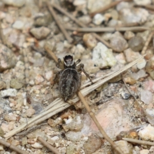 Maratus griseus at Fyshwick, ACT - 2 Dec 2022