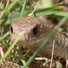 Pseudonaja textilis (Eastern Brown Snake) at Jerrabomberra Wetlands - 2 Dec 2022 by RodDeb
