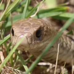 Pseudonaja textilis (Eastern Brown Snake) at Fyshwick, ACT - 2 Dec 2022 by RodDeb