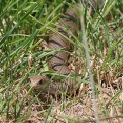 Pseudonaja textilis at Fyshwick, ACT - 2 Dec 2022