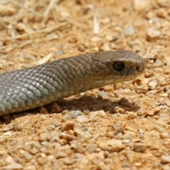 Pseudonaja textilis at Fyshwick, ACT - 2 Dec 2022 12:12 PM