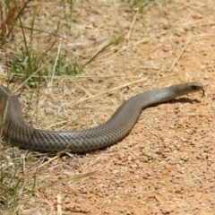 Pseudonaja textilis at Fyshwick, ACT - 2 Dec 2022