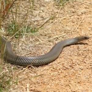 Pseudonaja textilis at Fyshwick, ACT - 2 Dec 2022