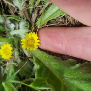 Cymbonotus sp. (preissianus or lawsonianus) at Bungendore, NSW - 3 Dec 2022