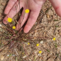 Hypochaeris glabra (Smooth Catsear) at Bungendore, NSW - 3 Dec 2022 by clarehoneydove