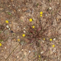 Hypochaeris glabra at Bungendore, NSW - 3 Dec 2022