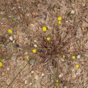 Hypochaeris glabra at Bungendore, NSW - 3 Dec 2022