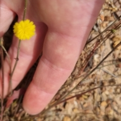 Hypochaeris glabra at Bungendore, NSW - 3 Dec 2022