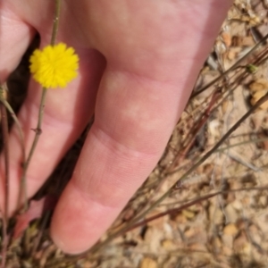 Hypochaeris glabra at Bungendore, NSW - 3 Dec 2022