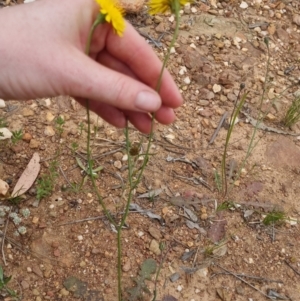 Hypochaeris radicata at Bungendore, NSW - 2 Dec 2022 01:57 PM