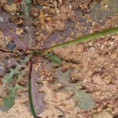 Hypochaeris radicata at Bungendore, NSW - 2 Dec 2022 01:57 PM