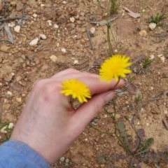 Hypochaeris radicata at Bungendore, NSW - 2 Dec 2022