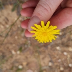 Hypochaeris radicata at Bungendore, NSW - 2 Dec 2022 01:57 PM