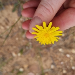 Hypochaeris radicata at Bungendore, NSW - 2 Dec 2022 01:57 PM