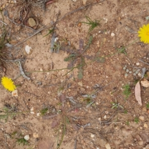 Hypochaeris radicata at Bungendore, NSW - 2 Dec 2022 01:57 PM