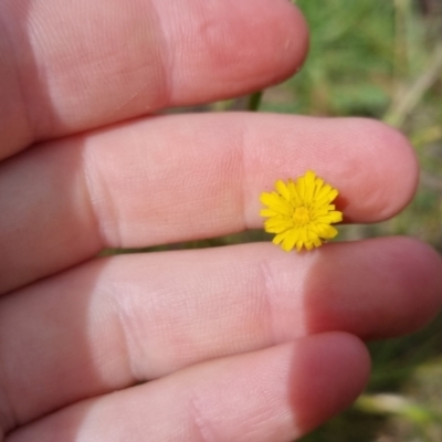 Hypochaeris radicata (Cat's Ear, Flatweed) at Bungendore, NSW - 3 Dec 2022 by clarehoneydove