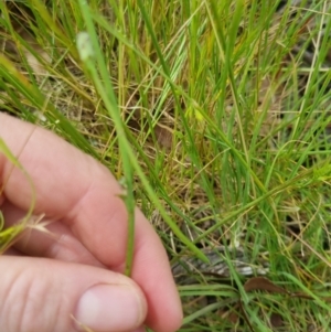 Hypochaeris radicata at Bungendore, NSW - 3 Dec 2022