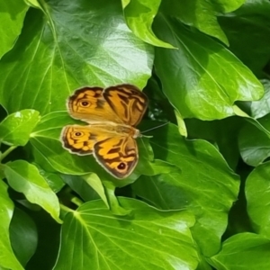 Heteronympha merope at Bungendore, NSW - 3 Dec 2022 10:12 AM