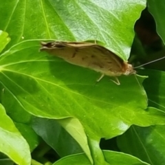 Heteronympha merope at Bungendore, NSW - 3 Dec 2022 10:12 AM