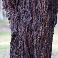 Eucalyptus sideroxylon (Mugga Ironbark) at Higgins, ACT - 25 Nov 2022 by Trevor