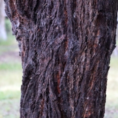 Eucalyptus leucoxylon (Yellow Gum) at Higgins Woodland - 25 Nov 2022 by Trevor