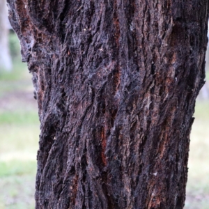 Eucalyptus sideroxylon at Higgins Woodland - 26 Nov 2022