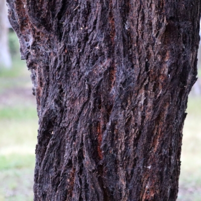 Eucalyptus leucoxylon (Yellow Gum) at Higgins, ACT - 25 Nov 2022 by Trevor