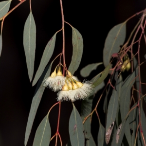 Eucalyptus leucoxylon at Higgins, ACT - 26 Nov 2022