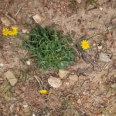 Hypochaeris radicata (Cat's Ear, Flatweed) at Bungendore, NSW - 3 Dec 2022 by clarehoneydove