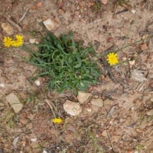 Unidentified Daisy (TBC) at suppressed by clarehoneydove
