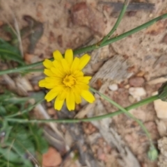 Hypochaeris radicata at Bungendore, NSW - 3 Dec 2022