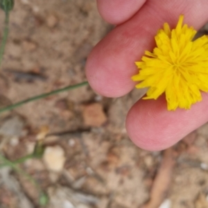 Hypochaeris radicata at Bungendore, NSW - 3 Dec 2022 10:25 AM