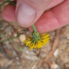 Hypochaeris radicata at Bungendore, NSW - 3 Dec 2022 10:25 AM