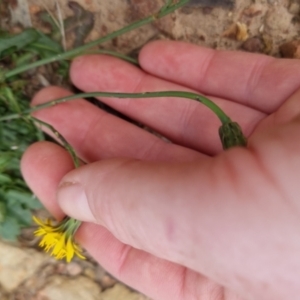 Hypochaeris radicata at Bungendore, NSW - 3 Dec 2022 10:25 AM