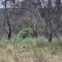 Chenonetta jubata (Australian Wood Duck) at Bungendore, NSW - 2 Dec 2022 by clarehoneydove