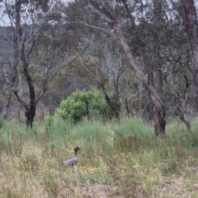 Chenonetta jubata (Australian Wood Duck) at Bungendore, NSW - 2 Dec 2022 by clarehoneydove