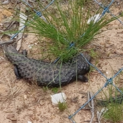 Tiliqua rugosa (Shingleback Lizard) at QPRC LGA - 2 Dec 2022 by clarehoneydove