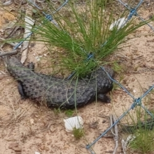 Tiliqua rugosa (Shingleback Lizard) at Bungendore, NSW by clarehoneydove