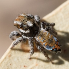 Maratus calcitrans (Kicking peacock spider) at Bonner, ACT - 2 Dec 2022 by patrickcox
