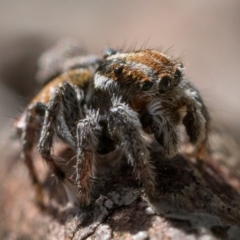 Maratus calcitrans at Bonner, ACT - 3 Dec 2022