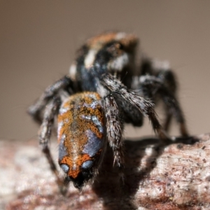 Maratus calcitrans at Bonner, ACT - 3 Dec 2022